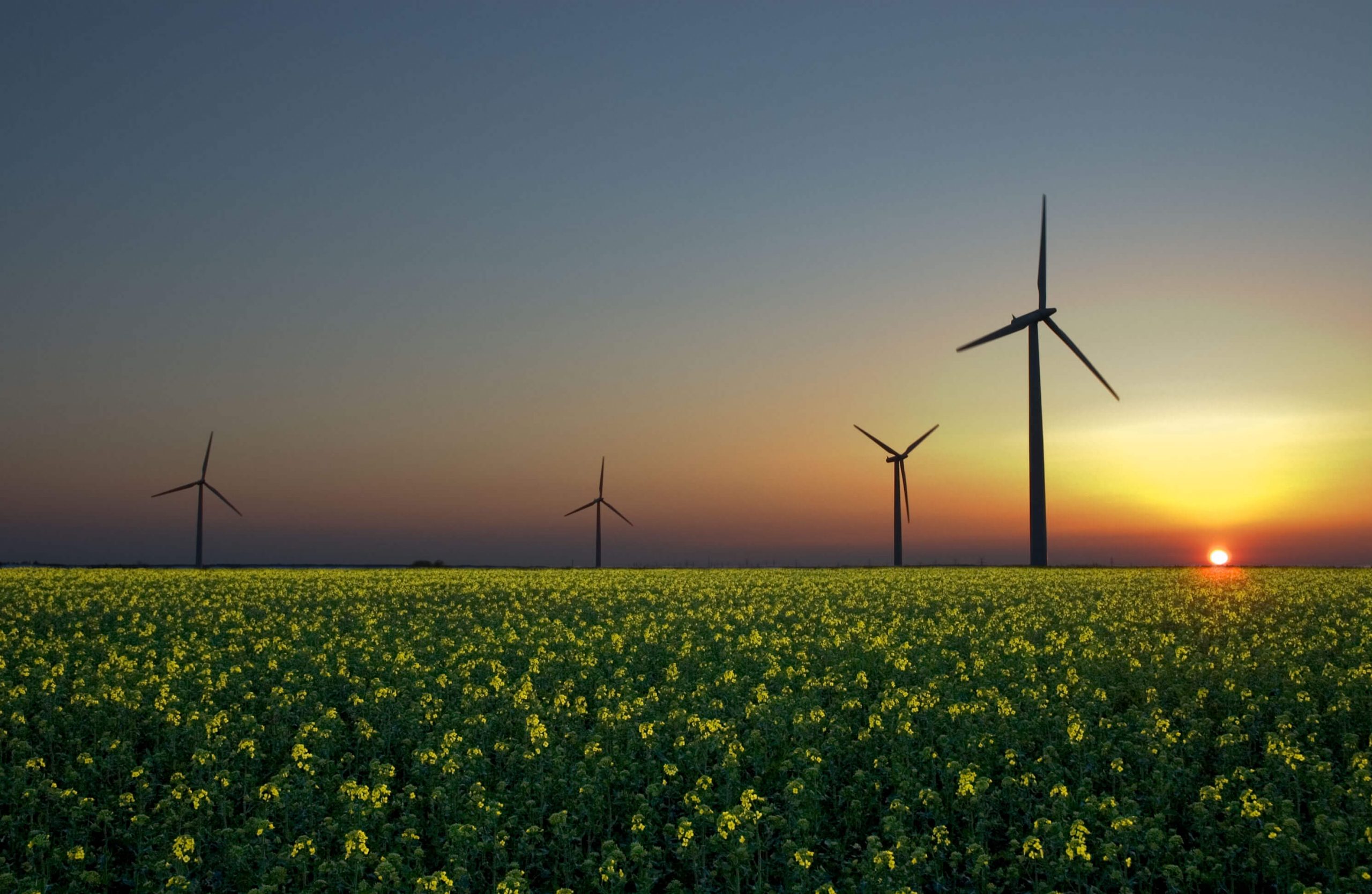 wind turbines in a field